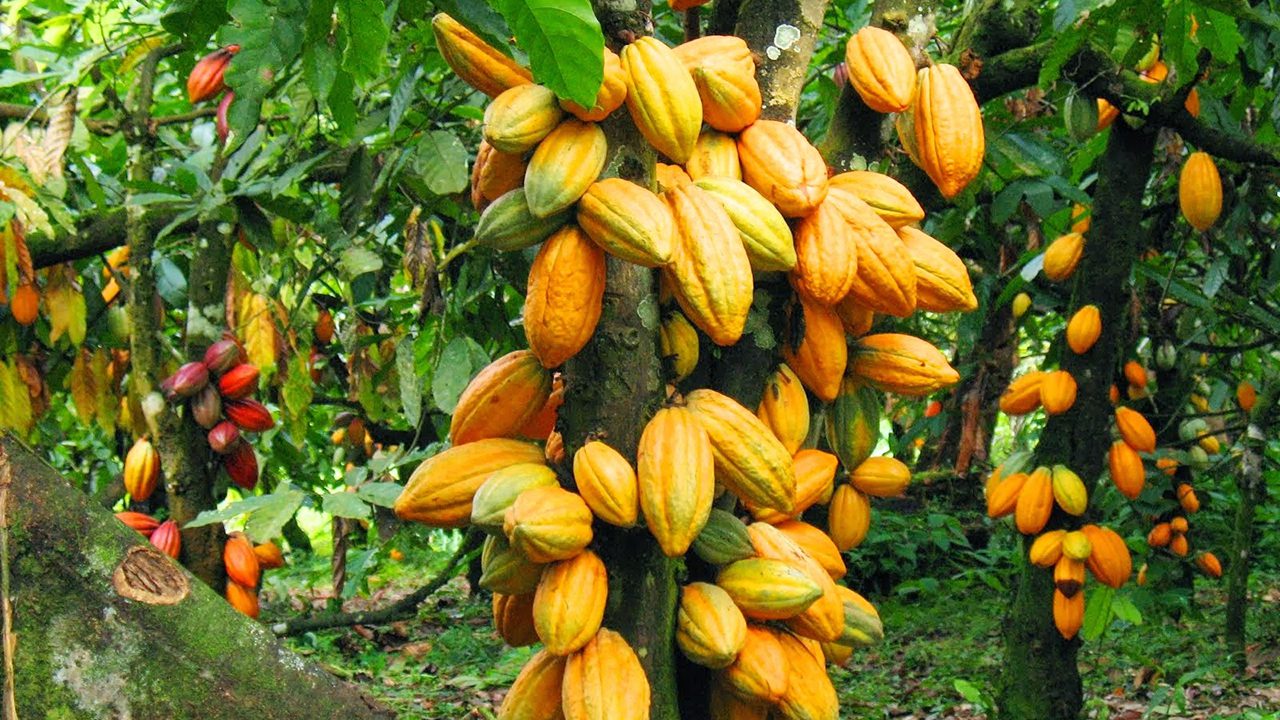 Cocoa Trees Fruits