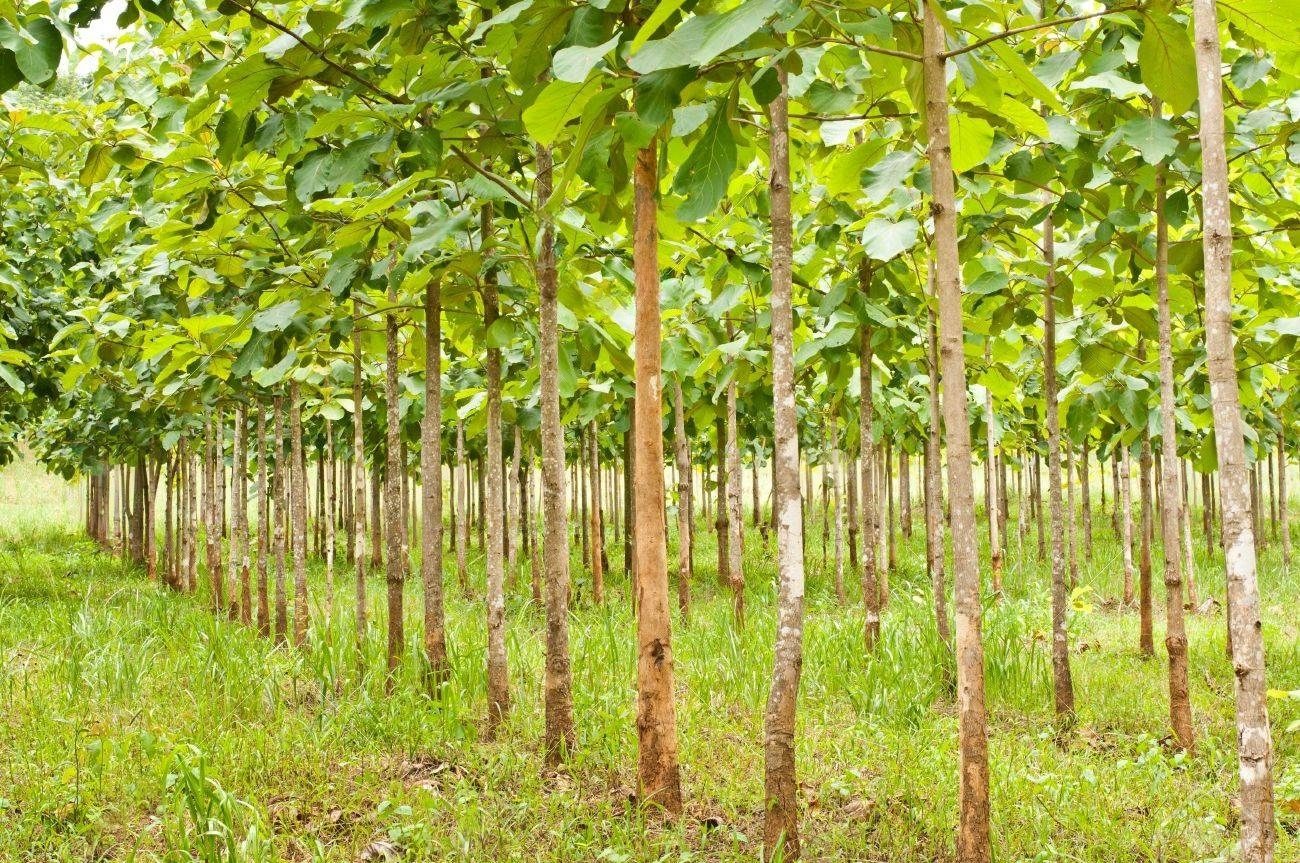 Teak trees transformation